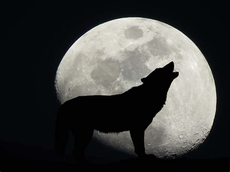 Why Do Wolves Howl At The Moon Wonderopolis