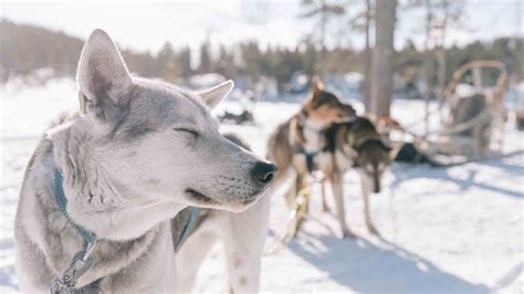 Responsible Animal Tourism In Finnish Lapland Visit