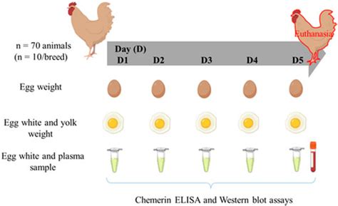 Frontiers Chicken White Egg Chemerin As A Tool For Genetic Selection