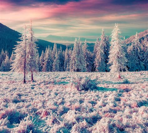 Sunny Winter Morning In The Mountain Forest Stock Photo Image Of Cold