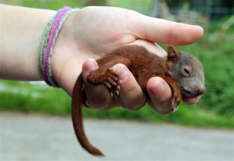 Squirrels In Need Four Paws In Us Global Animal Protection Organization