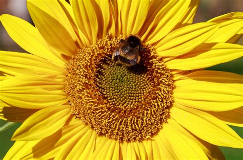 Bee Friendly Sunflowers The Secret Farm Pyo In Bedfordshire