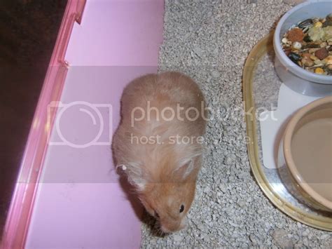 Pyometra Information Hamster Central