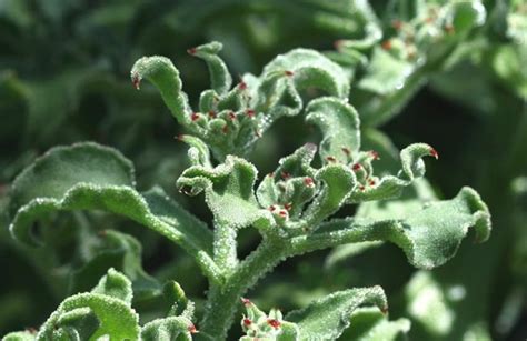 A plant with an exotic name and an equally exotic appearance. La cuisine du jardin: Ficoide Folha-de-gelo Common Iceplant