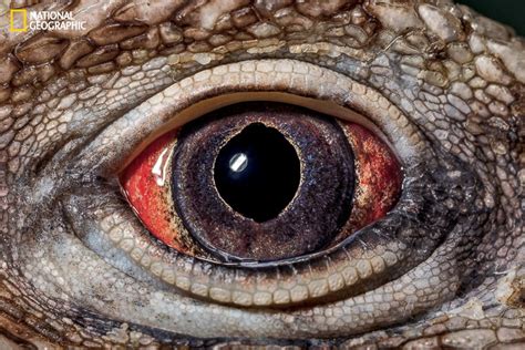 National Geographic Takes A Close Look At The Evolution Of Eyes Photos