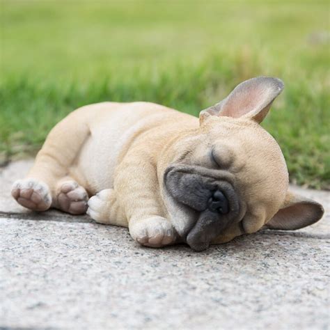 French bulldogs are a popular breed so they shouldn't be difficult to find. Hi-Line Gift Ltd. Sleeping French Bulldog Puppy Statue ...