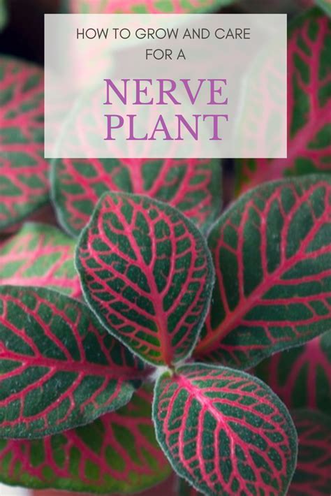 Grow Amazing Nerve Plants With This Simple Guide Fittonia Care And