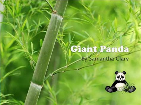 Ppt Giant Panda Powerpoint Presentation Free Download Id2852942