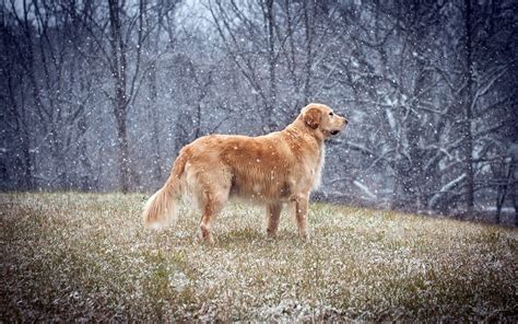 Dog Animals Golden Retrievers Snow Winter Wallpapers Hd Desktop
