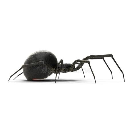 Black Widow Spider Isolated 3d Illustration On White Background Stock