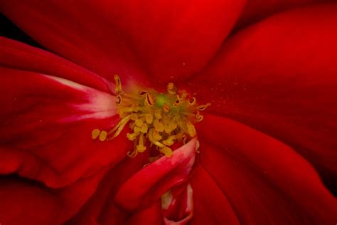 Red Flower In Macro Shot · Free Stock Photo