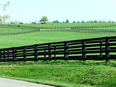 All You Need To Know About Kentucky Bluegrass