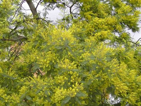 Grow one of these fabulous flowering trees! Spring flowers and flowering trees - French Moments