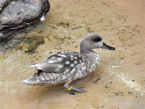 Marmaronetta Angustirostris Marbled Teal In St Louis Zoological Park