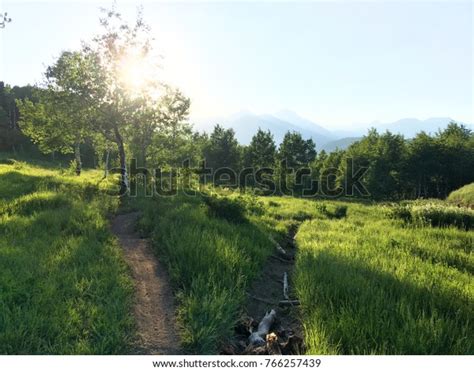 Two Paths Diverged Wood Stock Photo 766257439 Shutterstock