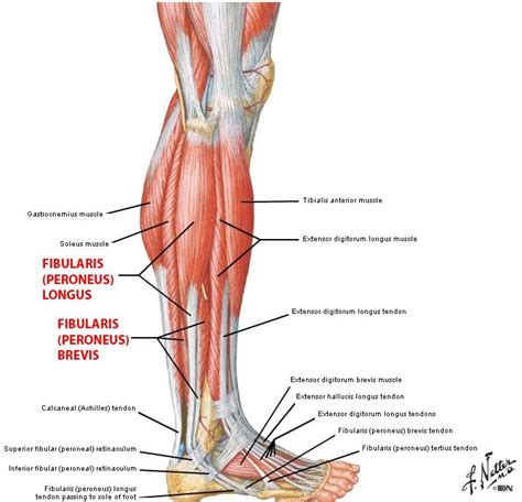 Peroneus Longus Google Search Anatomy Fun Pinterest Peroneus