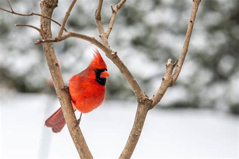 Download Cardinal Among Bare Branches Wallpaper