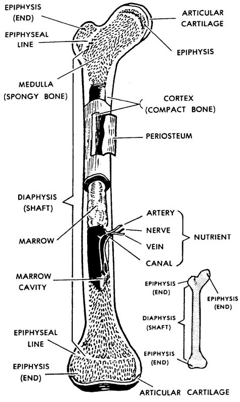 Long Bone Labeled Anatomy Labelled Image Of Femur Long Bone Of The