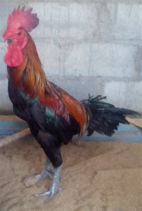 Ayam Pelung Turunan Trah Asli Cianjur