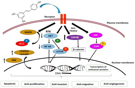 antioxidants free full text role of phytochemicals in cancer chemoprevention insights