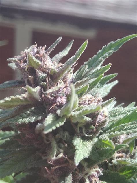 Purple Og Stock Image Image Of Purple Cannabis 161033779