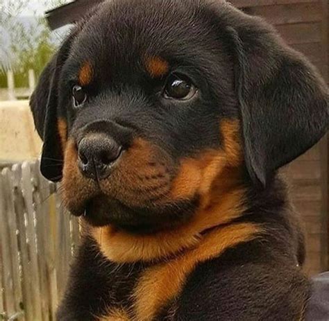 Potty trained to go outside. Awwwwwwwwwwsome baby Rotty 💞 | Cute animals, Rottweiler dog, Dog breeds