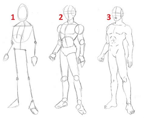 Desenho Do Corpo Humano Com Os órgãos