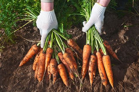 How To Grow Carrots Sweet Crunchy Fresh Carrots Homestead Acres