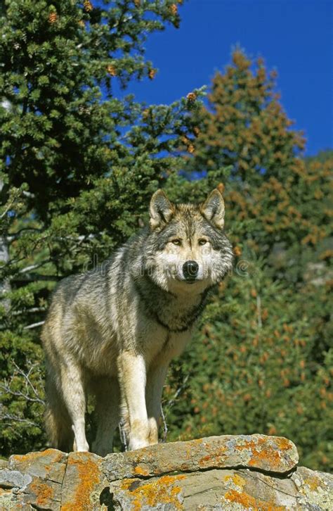 North American Grey Wolf Canis Lupus Occidentalis Adult Standing On