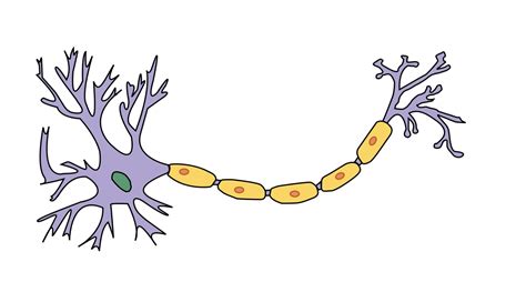 Different Types Of Neurons Clip Art Cliparts Kulturaupice