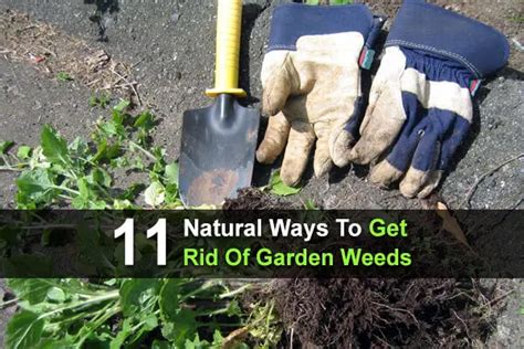 11 Natural Ways To Get Rid Of Garden Weeds Homestead Survival Site
