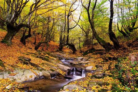 4 Unique Ways To Explore The Smoky Mountains Fall Foliage