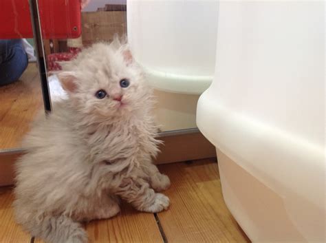 There are 250 selkirk rex for sale on etsy, and they cost $17.44 on average. Selkirk Rex Cats kitten for sale - Puppies for Sale, Dogs ...