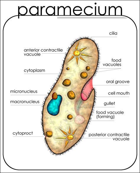 Labelled Diagram Of Paramecium Class Draw A Well Labelled Diagram Images And Photos Finder