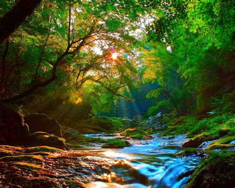 Sunrise Beautiful Mountainous River Forest With Green