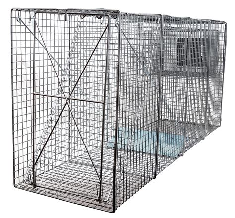 How To Set A Fox Trap Cage