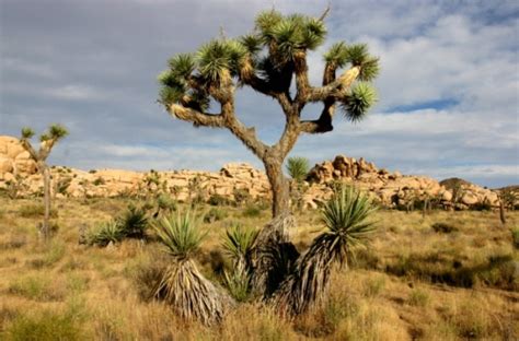 A biome /ˈbaɪoʊm/ is a collection of plants and animals that have common characteristics for the environment they exist in. 10 Interesting Desert Biome Facts | My Interesting Facts