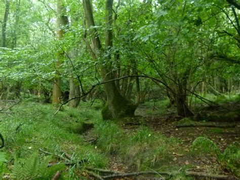 Ancient two-acre Telford woodland up for sale at £27,000 | Shropshire Star