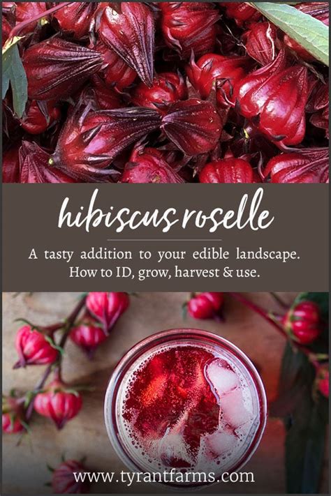 Edible Hibiscus How To Grow And Use Hibiscus Sabdariffa Tyrant Farms