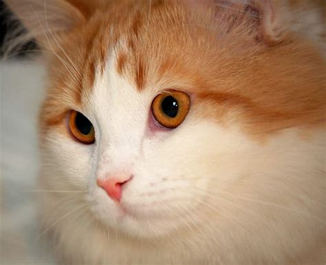 The Turkish Van Cat Cat Breeds Encyclopedia