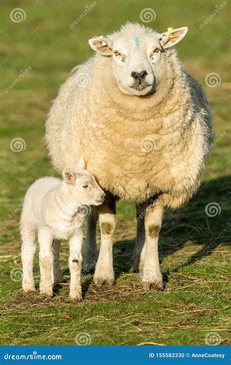 Texel Ewe Female Sheep With Her Newborn Lamb Portrait Vertical Stock