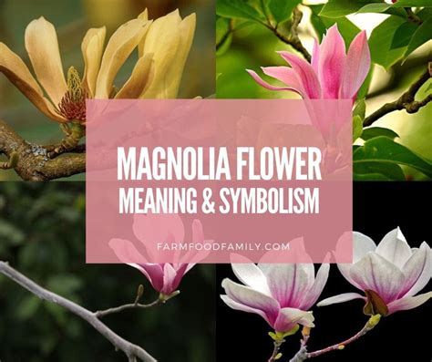 Magnolia Flower Meaning Symbolism 🌸 A Symbol Of Femininity Love