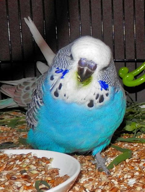 Bluey Is A Chunky Normal Cobalt Boy Budgies Pet Birds Budgie Parakeet