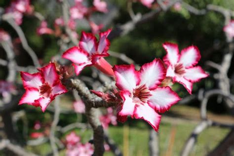 Check spelling or type a new query. Impala lilies, South Africa | Succulent garden diy ...