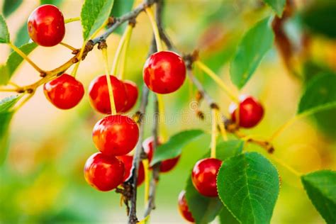 Red Ripe Cherry Berries Prunus Subg Cerasus On Tree In Summer Fruits