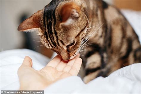How To Get Your Cat To Love You According To Science