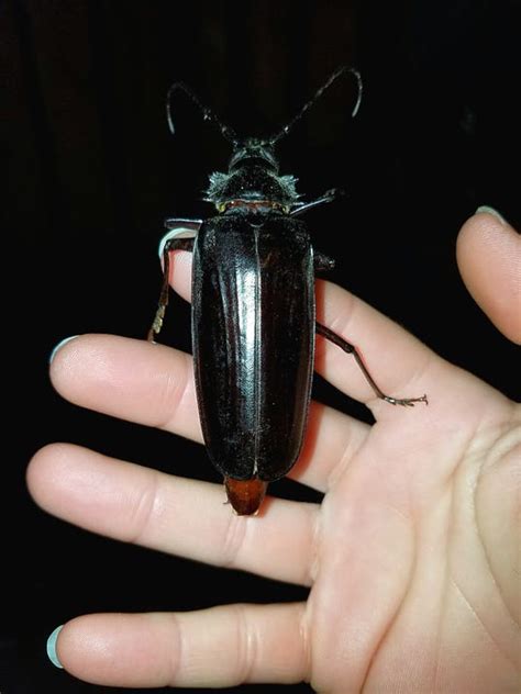 Giant Flying Beetles Looking For Love Terrorize Arizona