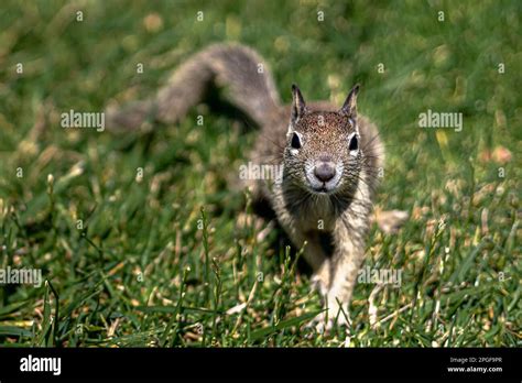 Brown Squirrel In The Green Grass During The Day Stock Photo Alamy