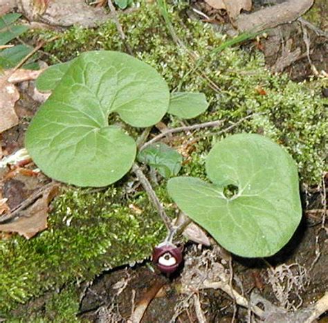 Wild Ginger Blossoms Touch The Earth