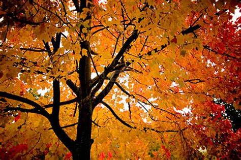 60 Breathtaking Fall Pictures The Photo Argus